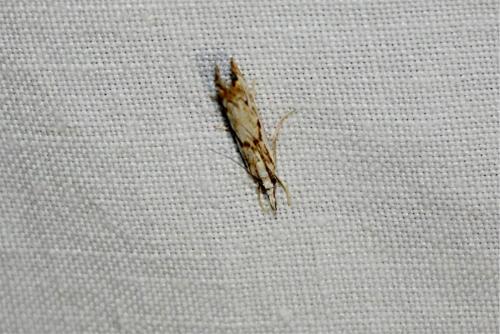 Catoptria falsella